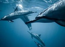 巴西杯前双方球迷发生冲突，据悉有一人头部中弹不幸身亡